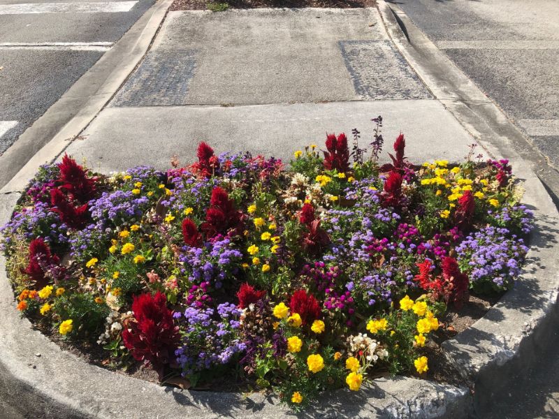 A round bed of red, purple and yellow annual flowers in a paved island.