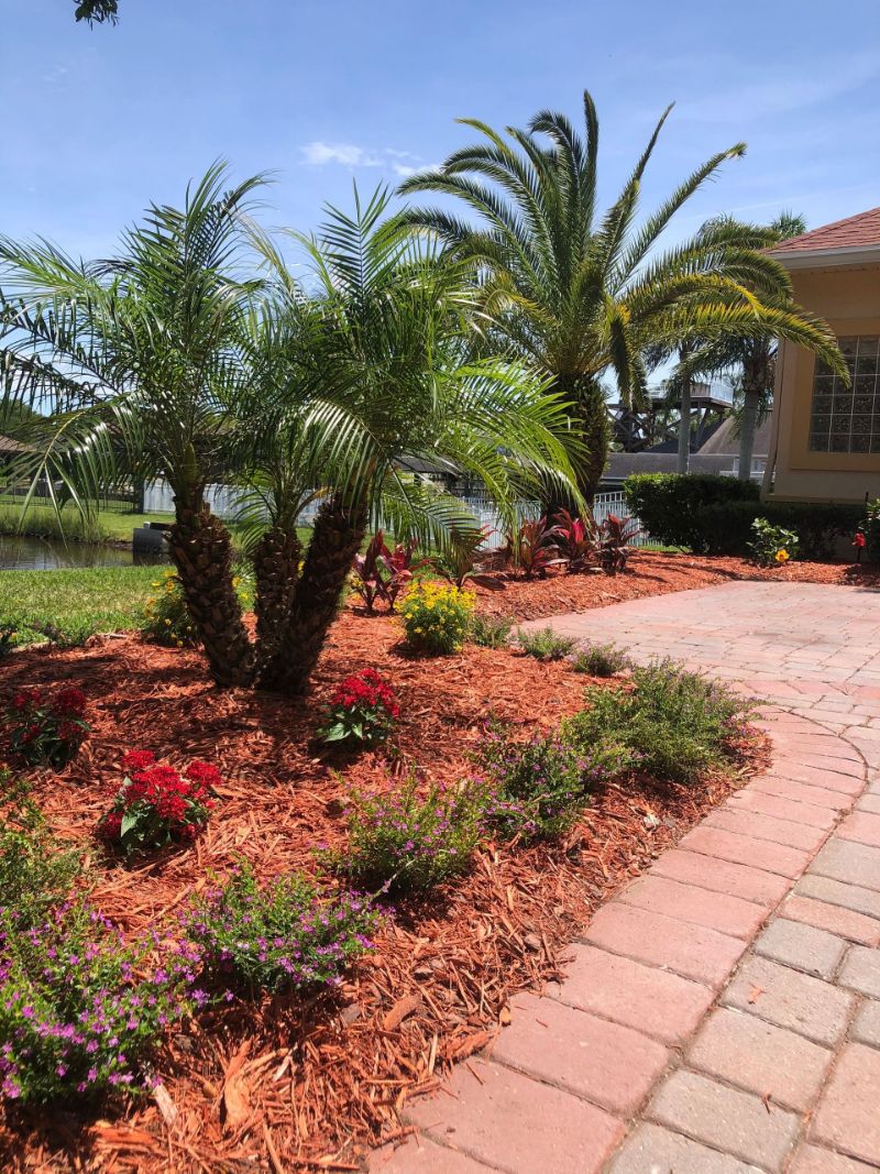 Palms and flowering plants in a red mulch bed beside a paver driveway.