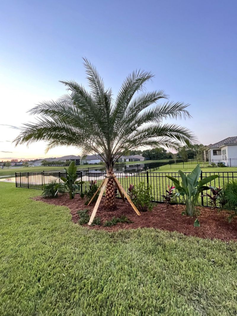 A newly planted palm staked in a fresh mulch bed beside a lakeside yard.